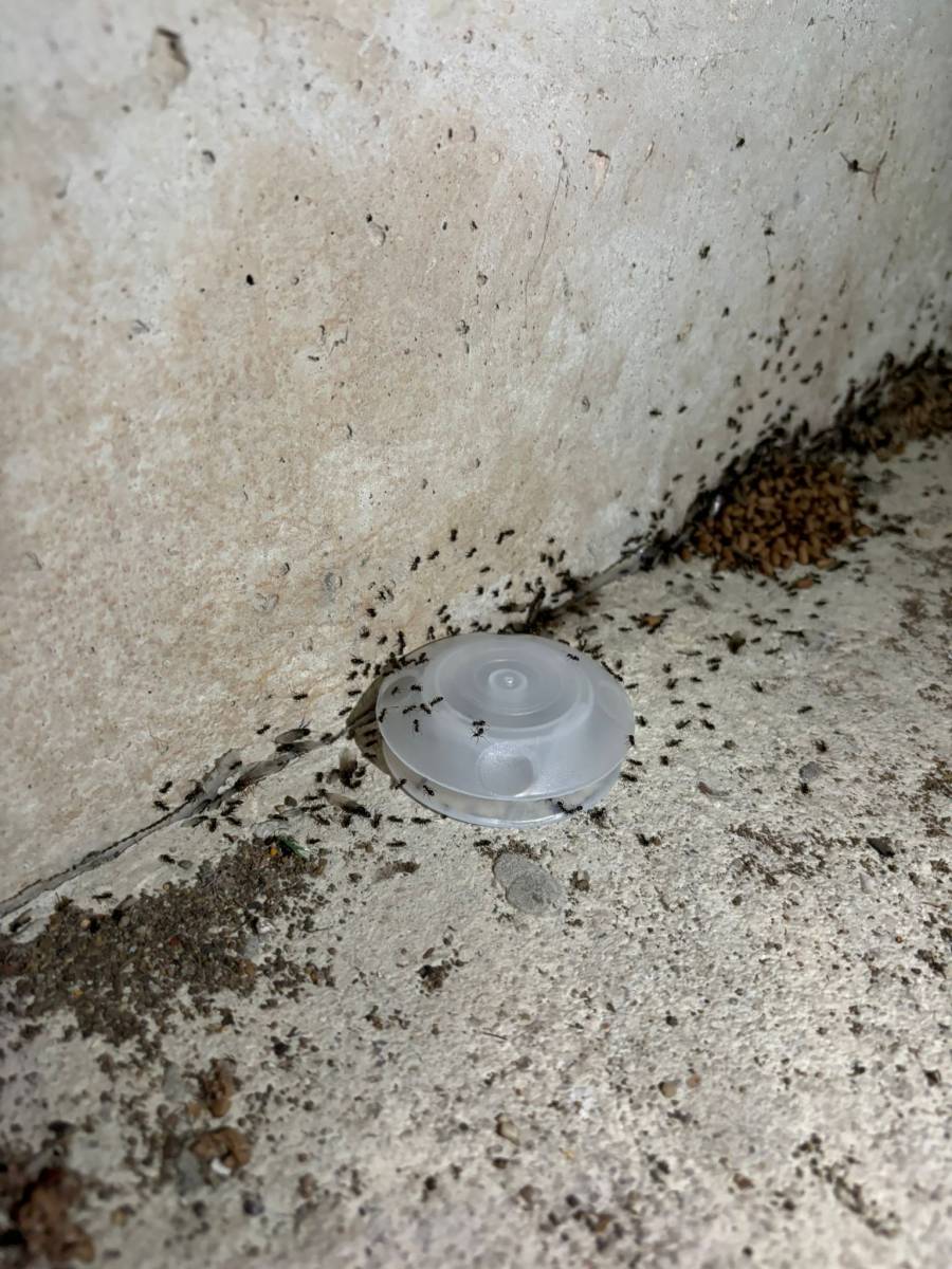 Fourmis gel fourmicide