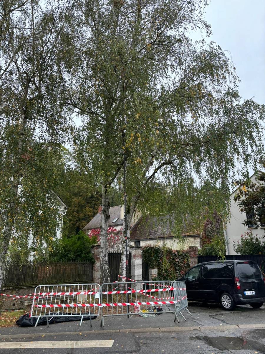 Nid de frelons asiatiques dans un arbre