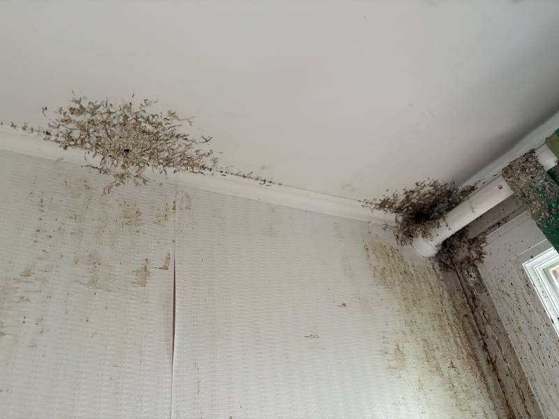 Nid de guêpes dans une chambre