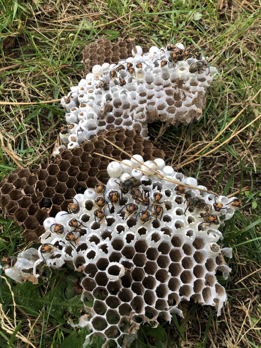 Nid de frelon asiatique