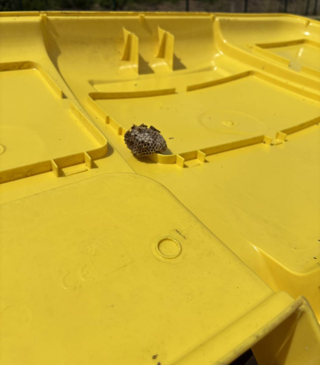 Nid de guêpes polistes dans une poubelle