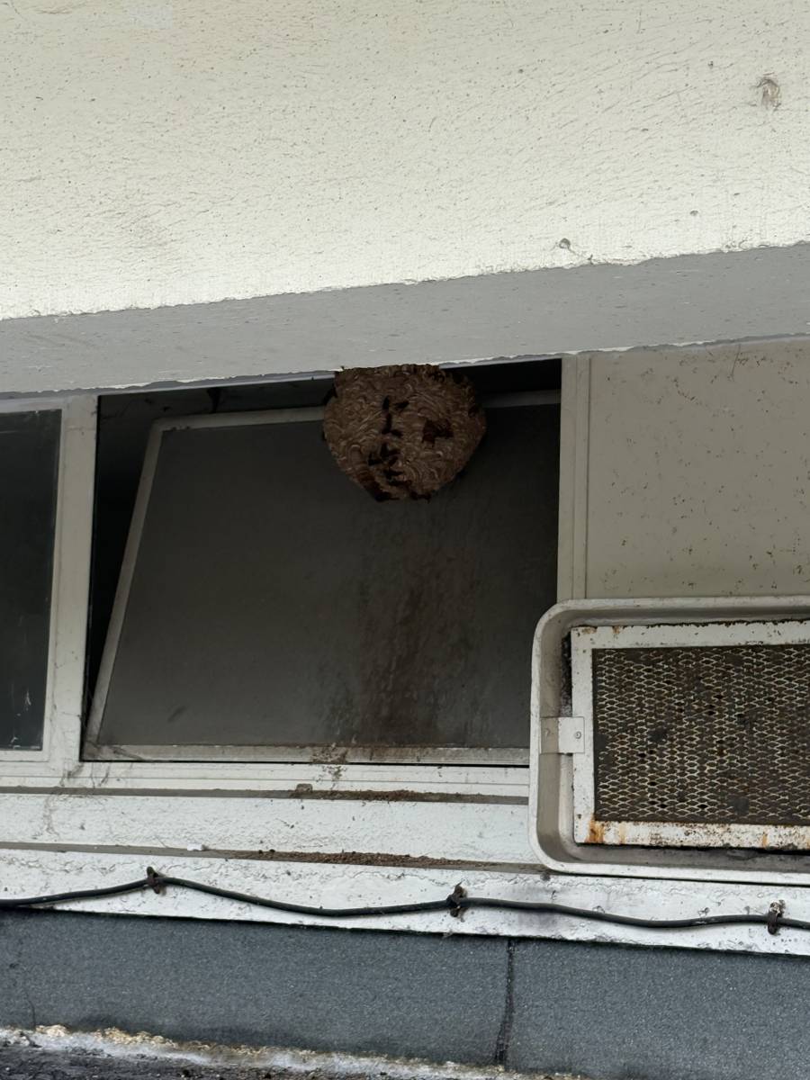 Nid de frelons asiatiques à proximité d'une fenêtre