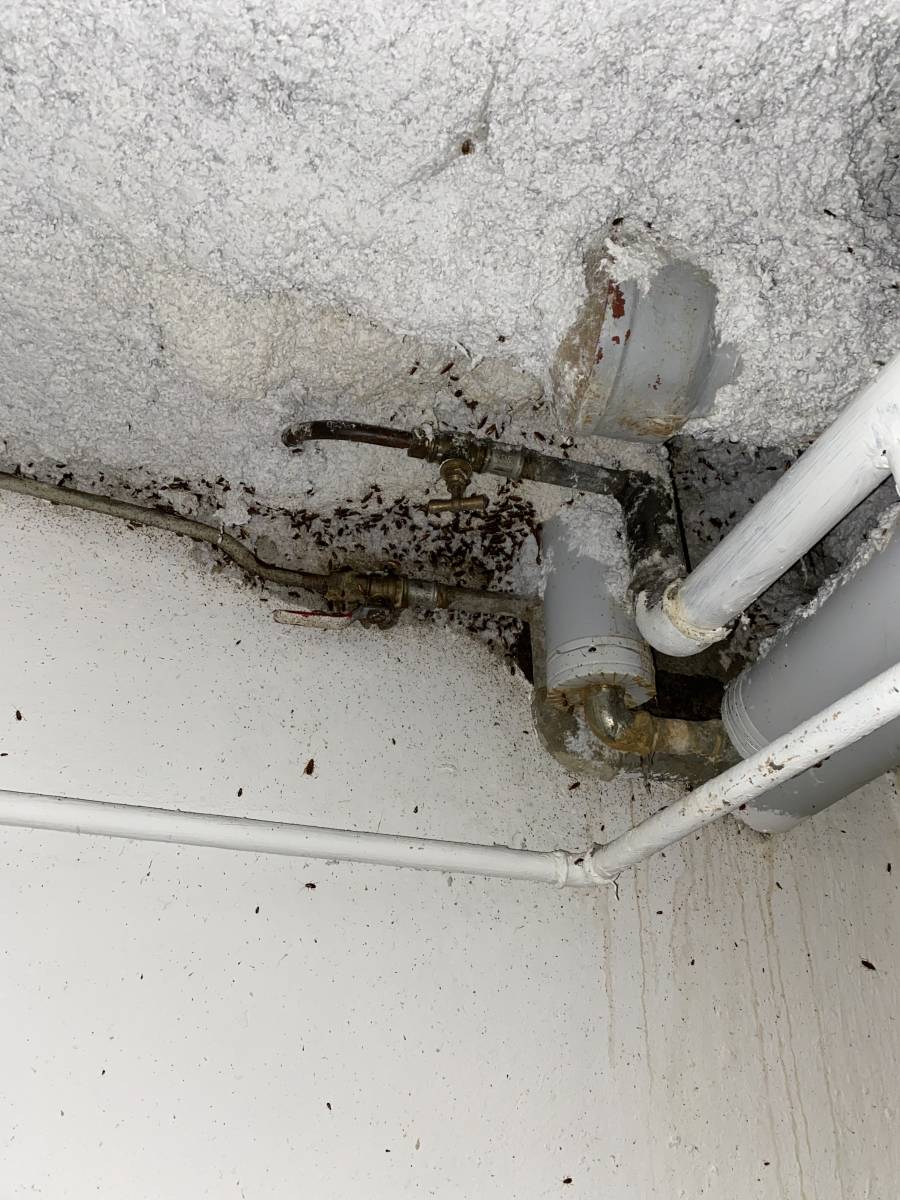 Blattes germaniques et orientales dans un local poubelles