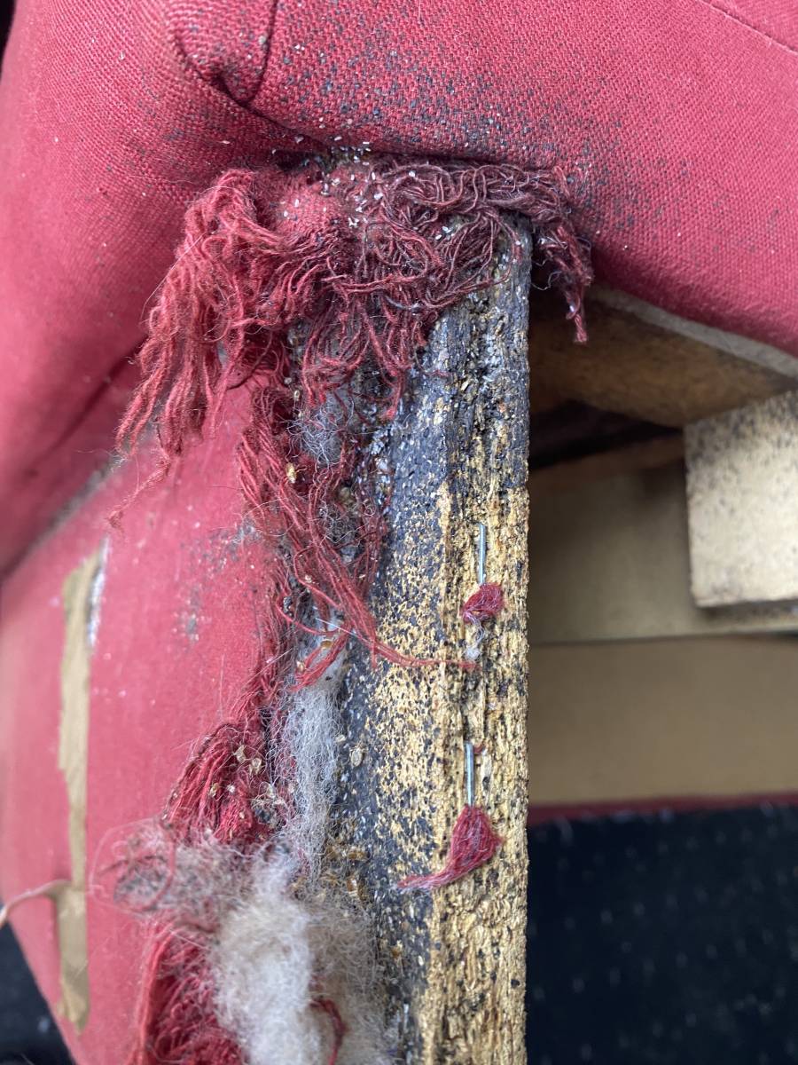 Nid de punaises de lit