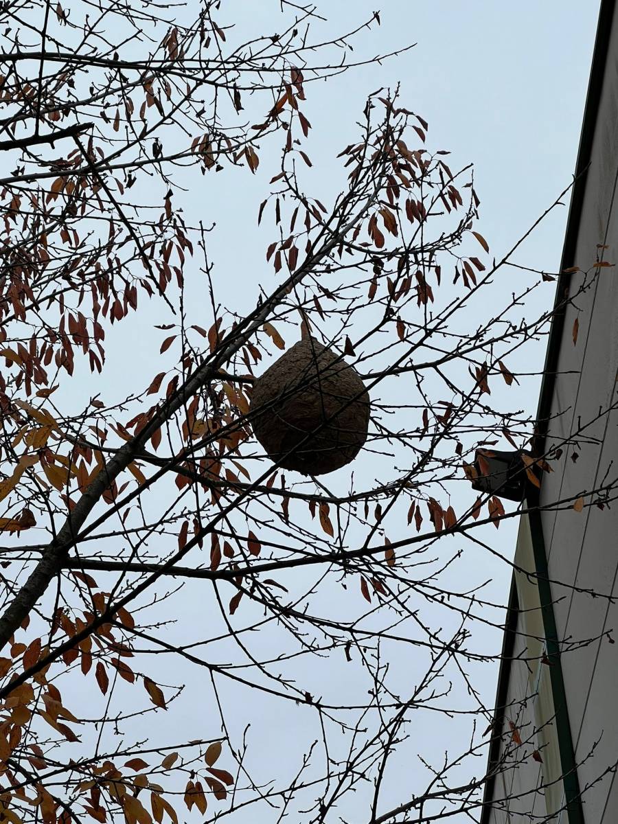 Nids de frelons asiatiques dans un abre