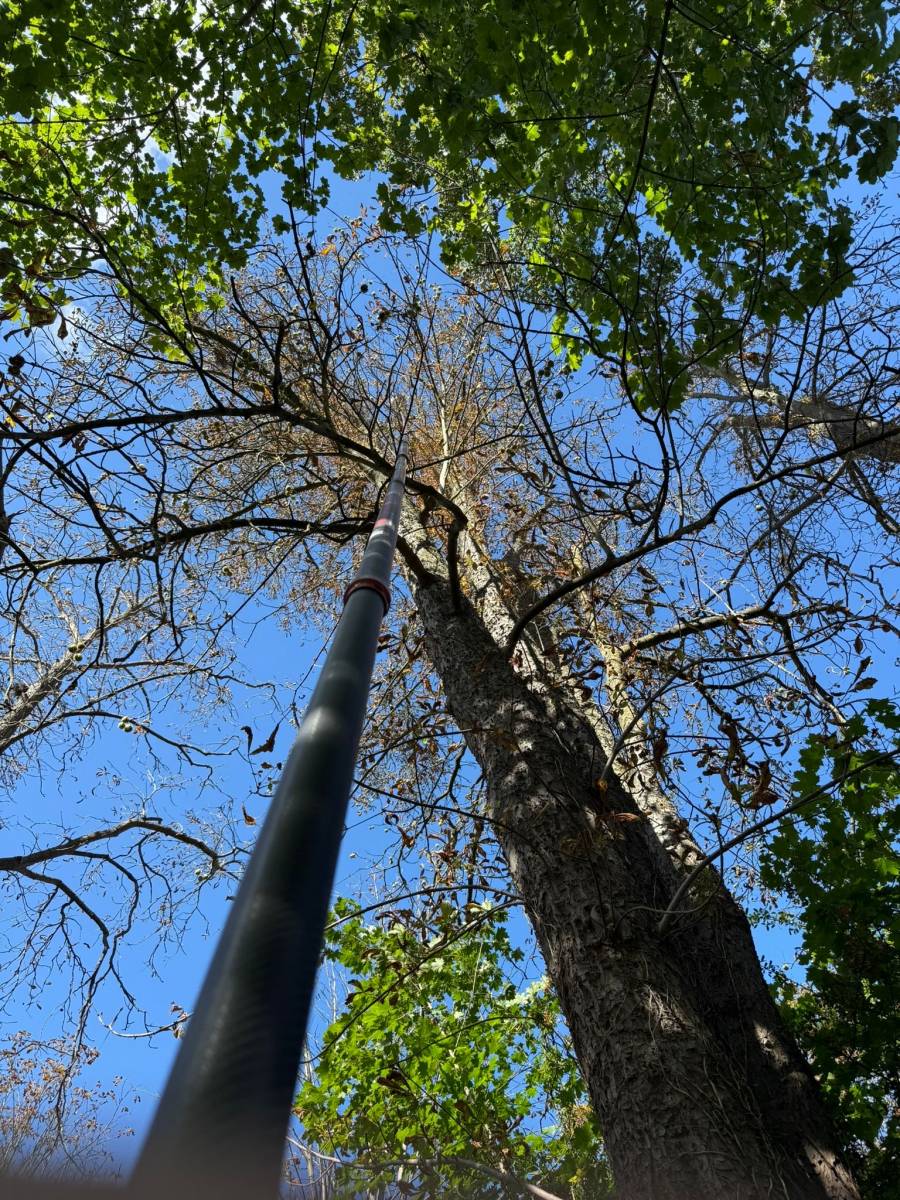 Perche téléscopique nid de frelons asiatiques