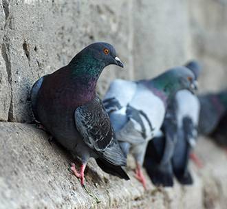 Tout le monde peut avoir recours au dépigeonnage à Paris